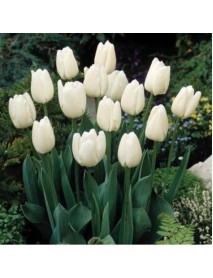 20 Adet Hollanda Lale Soğanı Beyaz 20 Adet Hollanda Lale Soğanı Beyaz