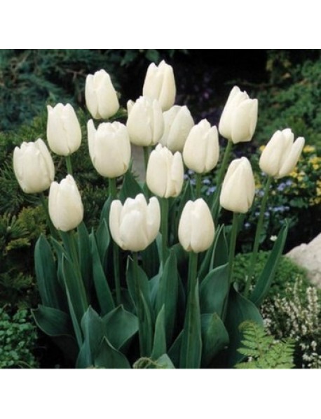 20 Adet Hollanda Lale Soğanı Beyaz 20 Adet Hollanda Lale Soğanı Beyaz