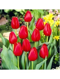 20 Adet Hollanda Lale Soğanı Kırmızı