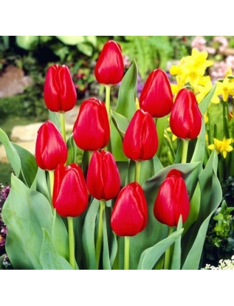 Red İmpression Kırmızı Lale Soğanı ( 10 Adet)