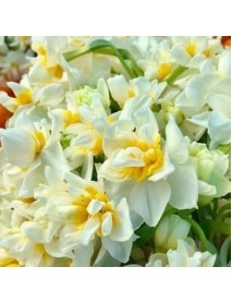 Canaliculatus nergis soğanı hoş kokulu  10 Adet 