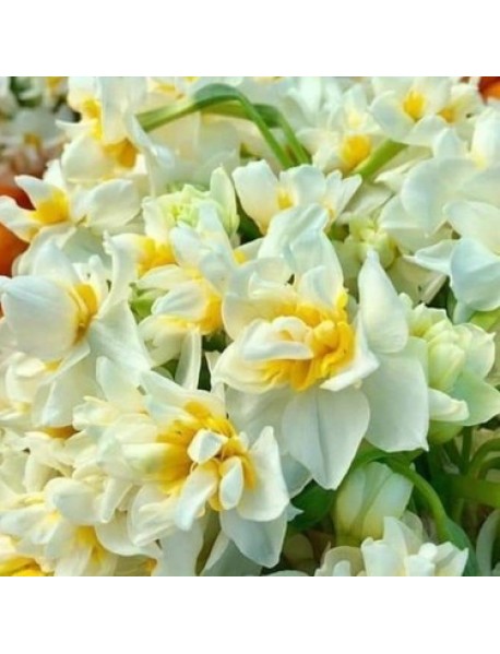 Canaliculatus nergis soğanı hoş kokulu 10 Adet Canaliculatus nergis soğanı hoş kokulu 10 Adet