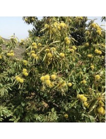 Hacı Ömer Kestane Fidanı 3 Yaş Tüplü ve Aşılı 3 Adet