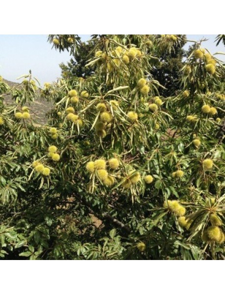  Tüplü Hacı Ömer Aşılı Kestane Fidanı 2 Yaş 90-110 cm Boy