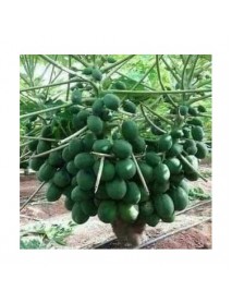 Papaya Ağaç Kavun Fidanı 5 Adet Papaya Ağaç Kavun Fidanı 5 Adet