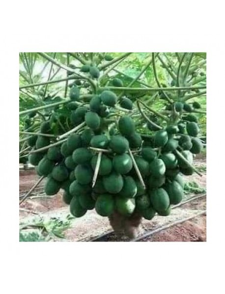 Papaya Ağaç Kavun Fidanı 5 Adet