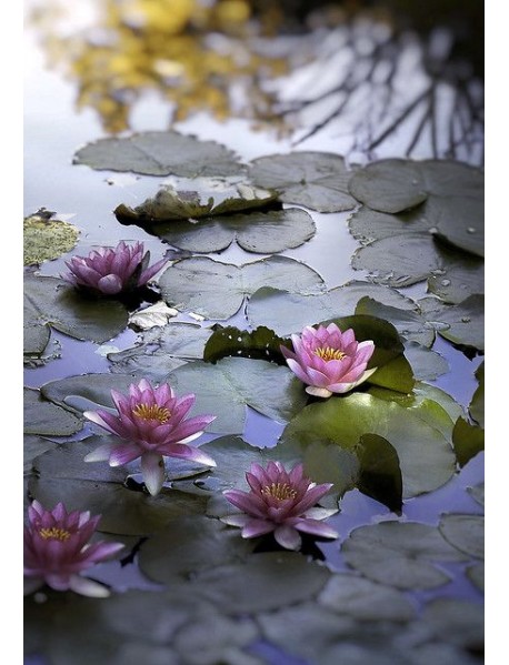 7 Adet Karışık Lotus Tohumu Nilüfer Çiçeği Tohumu ÜCRETSİZ KARGO