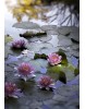 7 Adet Karışık Lotus Tohumu Nilüfer Çiçeği Tohumu ÜCRETSİZ KARGO