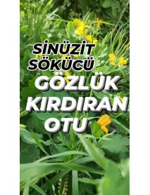 Kırlangıç Otu Fidesi Saksıda Büyük Boy