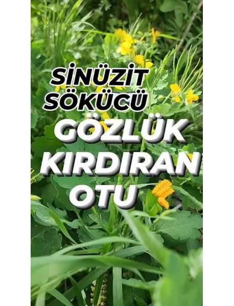 Kırlangıç Otu Fidesi Saksıda Büyük Boy