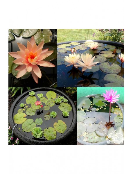7 Adet Karışık Renk Lotus (Nilüfer) Tohumu – Çimlendirme Zımparası Hediyeli ÜCRETSİZ KARGO