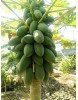 Papaya Fidanı Meleklerin Meyvesi Carica Saksıda ÜCRETSİZ KARGO.!