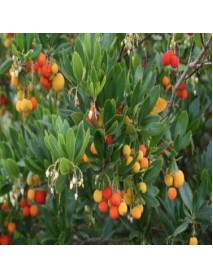 Kocayemiş, Dağ Çileği (Arbutus Unedo) Fidanı 80 150 cm 