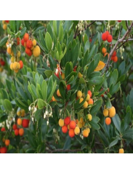 Kocayemiş, Dağ Çileği (Arbutus Unedo) Fidanı 80 150 cm 