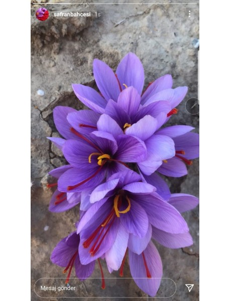 Safran Soğanı 1 kg - Crocus Sativus