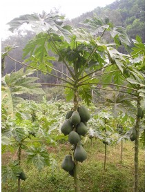 Papaya Fidanı Meleklerin Meyvesi Carica Saksıda ÜCRETSİZ KARGO.!