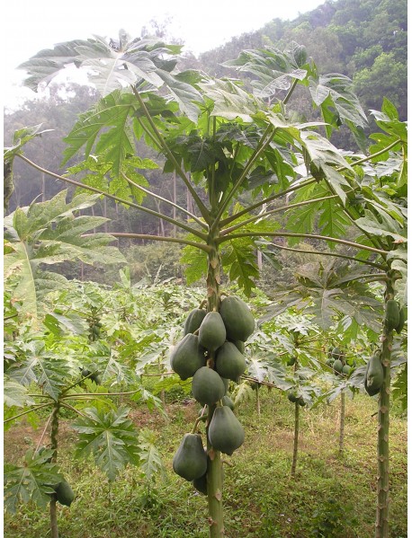 Papaya Fidanı Meleklerin Meyvesi Carica Saksıda ÜCRETSİZ KARGO.!