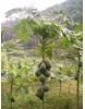 Papaya Fidanı Meleklerin Meyvesi Carica Saksıda ÜCRETSİZ KARGO.!