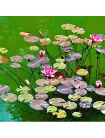  15 Adet Karışık Lotus (Nilüfer) Çiçeği Tohumu – Kase Lotus – Çimlendirme Zımparası ÜCRETSİZ KARGO 