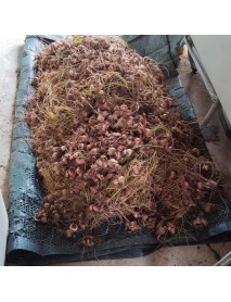 Safran Soğanı – 1kg Safran Soğanı –  