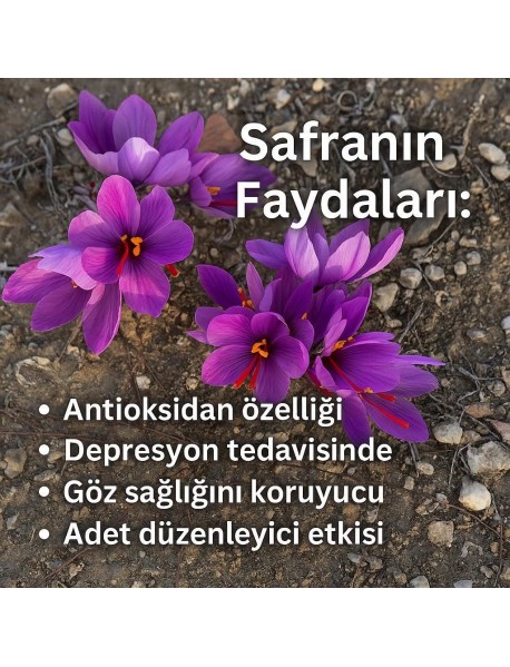 Safran Soğani (50 Adet)