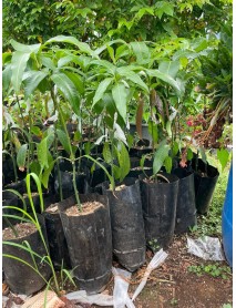 Aşı istemeyen Mango 100-120 cm ÜCRETSİZ KARGO