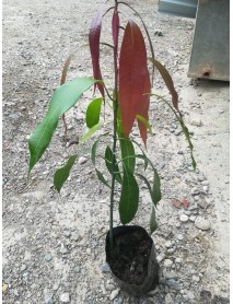  Aşı Istemeyen Mango Fidanı 60-80 Cm ÜCRETSİZ KARGO
