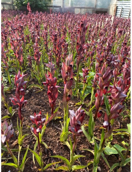 100 Adet Salep Fidesi ÜCRETSİZ KARGO 