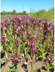 SALEP FİDESİ 10 ADET 