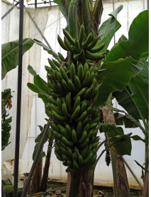  Açık Kök Muz Fidanı 2 3 Yaş  ÜCRETSİZ KARGO 