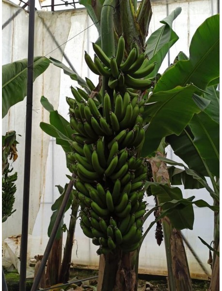 Bodur Muz Fidanı 30_70cm  ÜCRETSİZ KARGO 
