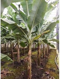  Açık Kök Muz Fidanı 2 3 Yaş  ÜCRETSİZ KARGO 
