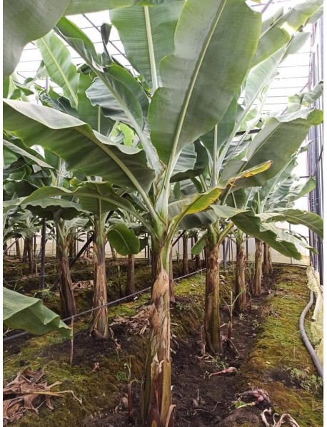 Bodur Muz Fidanı 30_70cm  ÜCRETSİZ KARGO 