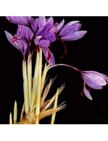 Gerçek safran soğanı crocus sativus 10 adet