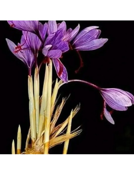 Gerçek safran soğanı crocus sativus 10 adet