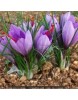 Safran Soğanı 1 kg - Crocus Sativus
