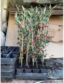 1 Yaş İspanyol Arbequina Zeytin Fidanı 10 Adet