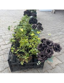 Halfeti karagül / siyah gül fidanı