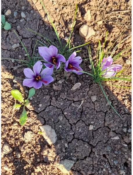 Safran Soğanı 1 kg - Crocus Sativus 30 kilo 