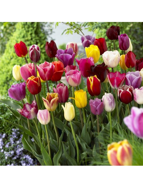 Mega Lale karışık lale soğanı 20 Adet