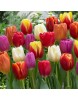 Karışık Renk Lale Soğanı  50 Adet 
