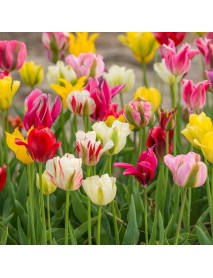 Karışık Mix Lale Soğanı (100 Adet)
