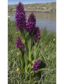  55 Adet Salep Fidesi