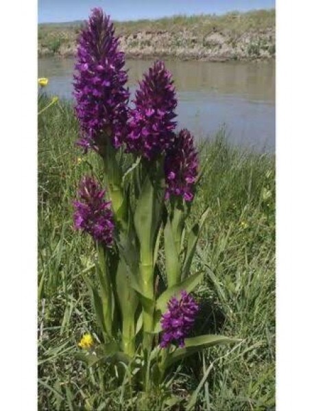  55 Adet Salep Fidesi