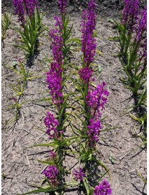  55 Adet Salep Fidesi