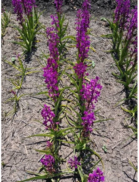  55 Adet Salep Fidesi