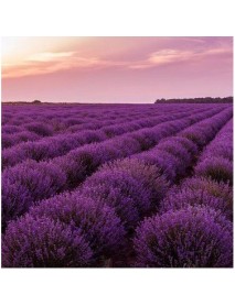 Tüplü Yoğun Kokulu Aromatik Lavanta Fidanı 100 ADET 
