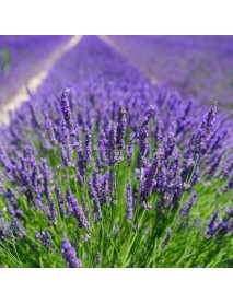 600 Adet Lavanta Açık.-.- Kök Intermedia Fidanı Fidesi