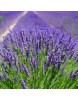  LAVANTA(Lavandula angustifolia) FİDESİ