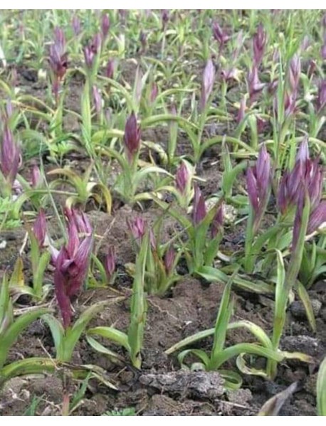 Salep Orkidesi Yumrusu 1 kg 